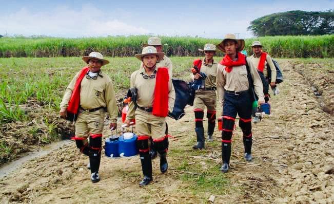 Pruebas de laboratorio de calidad de azúcar